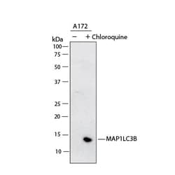 Human LC3B Antibody, R D Systems:Antikörper:Primärantikörper
