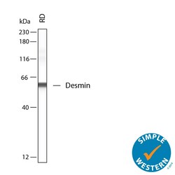 Human Desmin Antibody, R D Systems 100 &mu;g; Unconjugated:Antibodies,