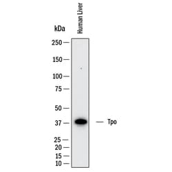 Human Thrombopoietin/Tpo Antibody, R D Systems 100 &mu;g; Unconjugated:Antibodies,