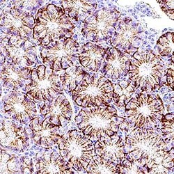 Mouse EpCAM/TROP-1 Antibody, R D Systems 100 &mu;g; Unconjugated:Antikörper