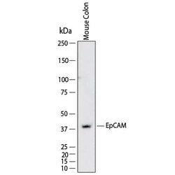 Mouse EpCAM/TROP-1 Antibody, R D Systems 100 &mu;g; Unconjugated:Antikörper