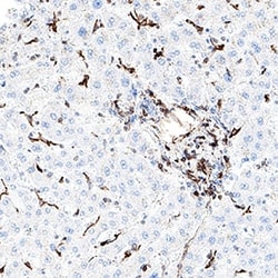 Human VEGFR3/Flt-4 Antibody, R&D Systems™