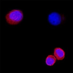 Human Cytokeratin 7 Antibody, R D Systems 25 &mu;g; Unconjugated:Antibodies,