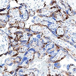 Human Cytokeratin 7 Antibody, R D Systems 25 &mu;g; Unconjugated:Antibodies,