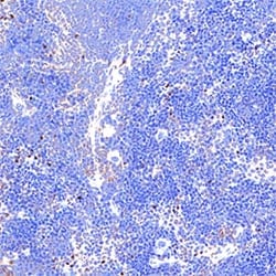 Mouse T-bet/TBX21 Antibody, R&D Systems™