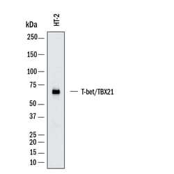 Mouse T-bet/TBX21 Antibody, R D Systems 100 &mu;g; Unconjugated:Antibodies,