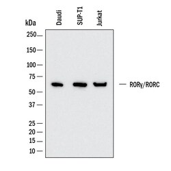 Human ROR gamma /RORC/NR1F3 Antibody, R D Systems:Antibodies:Primary Antibodies