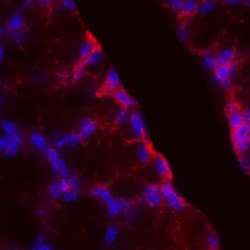 Mouse PD-L1/B7-H1 Antibody, R D Systems 100 &mu;g; Unconjugated:Anticuerpos