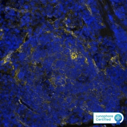 Mouse PD-L1/B7-H1 Antibody, R D Systems 100 &mu;g; Unconjugated:Anticuerpos