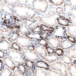 Human OPA1 Antibody, R D Systems 25 &mu;g; Unconjugated:Antibodies, Monoclonal