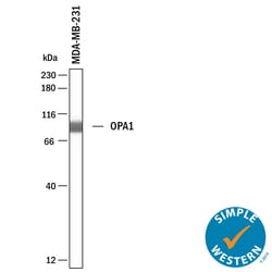 Human OPA1 Antibody, R D Systems 25 &mu;g; Unconjugated:Antibodies, Monoclonal