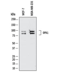 Human OPA1 Antibody, R D Systems 25 &mu;g; Unconjugated:Antibodies, Monoclonal