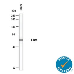 Human T-bet/TBX21 Antibody, R D Systems 100 &mu;g; Unconjugated:Antibodies,