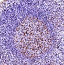 Human PD-1 Antibody, R D Systems:Antibodies:Primary Antibodies