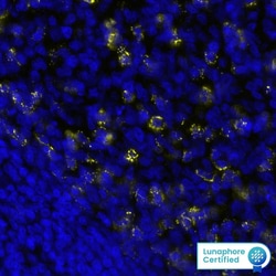 Human PD-1 Antibody, R D Systems:Antibodies:Primary Antibodies