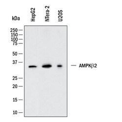 Human AMPK 2 Antibody, R D Systems 100 &mu;g; Unconjugated:Antibodies,