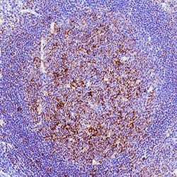 Human HLA-DRB1 Antibody, R D Systems 25 &mu;g | Buy Online | R&D Systems | Fisher Scientific