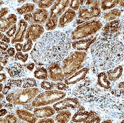 Human AMPK 1 Antibody, R D Systems:Antibodies:Primary Antibodies