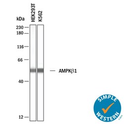 Human AMPK 1 Antibody, R D Systems:Antibodies:Primary Antibodies