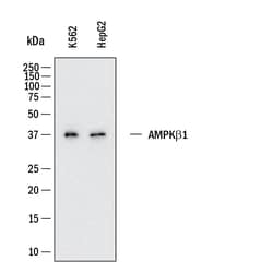 Human AMPK 1 Antibody, R D Systems:Antibodies:Primary Antibodies