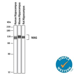 Human MAG/Siglec-4a Antibody, R D Systems 25 &mu;g | Buy Online | R&D Systems | Fisher Scientific