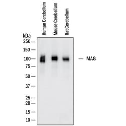 Human MAG/Siglec-4a Antibody, R D Systems 25 &mu;g | Buy Online | R&D Systems | Fisher Scientific