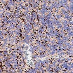 Human MAG/Siglec-4a Antibody, R D Systems 100 &mu;g | Buy Online | R&D Systems | Fisher Scientific