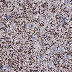 Human MAG/Siglec-4a Antibody, R D Systems 100 &mu;g | Buy Online | R&D Systems | Fisher Scientific