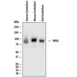 Human MAG/Siglec-4a Antibody, R D Systems 100 &mu;g | Buy Online | R&D Systems | Fisher Scientific