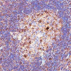 Human CD69 Antibody, R D Systems 25 &mu;g | Buy Online | R&D Systems | Fisher Scientific