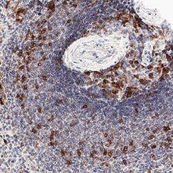 Human CD69 Antibody, R D Systems 25 &mu;g | Buy Online | R&D Systems | Fisher Scientific