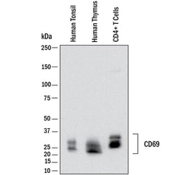 Human CD69 Antibody, R D Systems 25 &mu;g | Buy Online | R&D Systems | Fisher Scientific