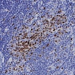 Human T-bet/TBX21 Antibody, R D Systems:Anticorps:Anticorps primaires