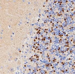 Human SOX14 Antibody, R D Systems 25 &mu;g | Buy Online | R&D Systems | Fisher Scientific
