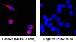 Human Cytokeratin 7 Antibody, R D Systems 25 &mu;g | Buy Online | R&D Systems | Fisher Scientific