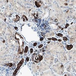 Human Cytokeratin 7 Antibody, R&D Systems&trade;