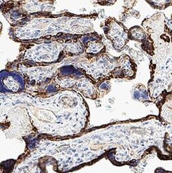 Human Cytokeratin 7 Antibody, R D Systems 25 &mu;g | Buy Online | R&D Systems | Fisher Scientific