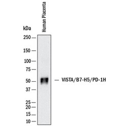 Human VISTA/B7-H5/PD-1H Antibody, R D Systems 25 &mu;g | Buy Online | R&D Systems | Fisher Scientific