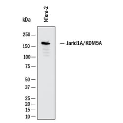 Human Jarid1A/KDM5A Antibody, R D Systems 100 &mu;g | Buy Online | R&D Systems | Fisher Scientific