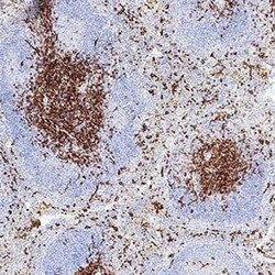 Mouse CD8 alpha Antibody, R D Systems 25 &mu;g | Buy Online | R&D Systems | Fisher Scientific