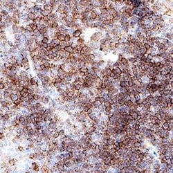 Mouse CD8 alpha Antibody, R&D Systems&trade;