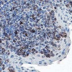 Human BAFF/BLyS/TNFSF13B Antibody, R D Systems:Antibodies:Primary Antibodies