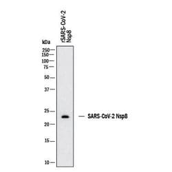 SARS-CoV-2 NSP8 Antibody, R D Systems 100 &mu;g; Unconjugated:Antibodies,