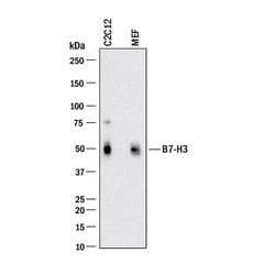 Mouse B7-H3 Antibody, R D Systems 100 &mu;g; Unconjugated:Antibodies, Monoclonal