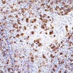 Human CD45 Antibody, R D Systems:Antibodies:Primary Antibodies