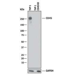 Human CD45 Antibody, R D Systems:Antibodies:Primary Antibodies