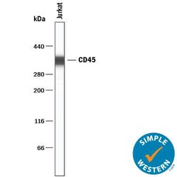 Human CD45 Antibody, R D Systems:Antibodies:Primary Antibodies