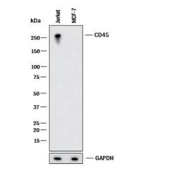 Human CD45 Antibody, R D Systems:Antibodies:Primary Antibodies