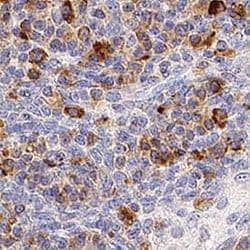 Human TLR4 Antibody, R D Systems 25 &mu;g; Unconjugated:Antibodies, Monoclonal