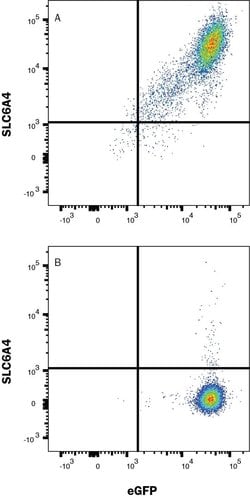 Human SLC6A4/5-HTTLPR Antibody, R D Systems 100 &mu;g; Unconjugated:Antibodies,